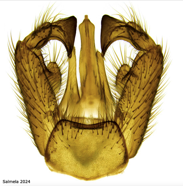 hypopygium