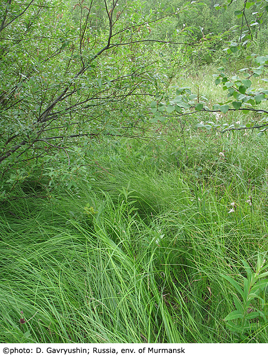 habitat