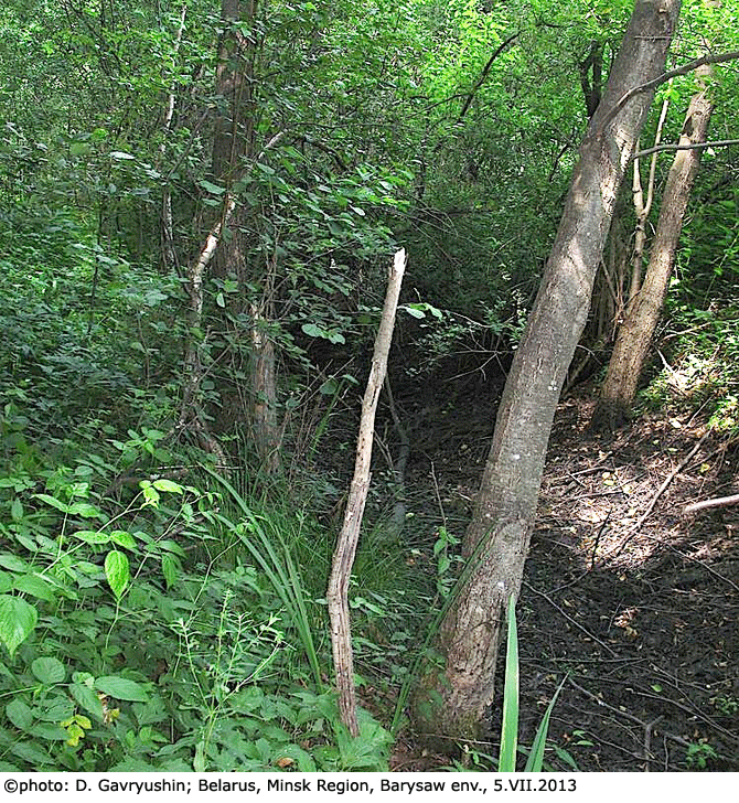 habitat