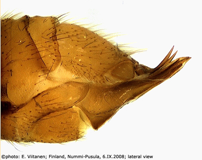 ovipositor