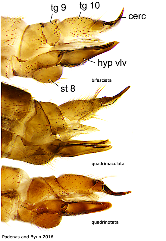 ovipositor