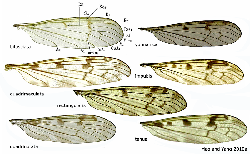 wing