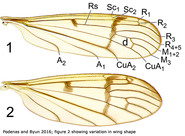 wing