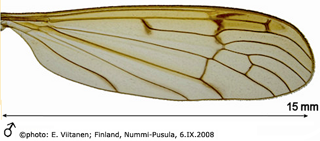 wing