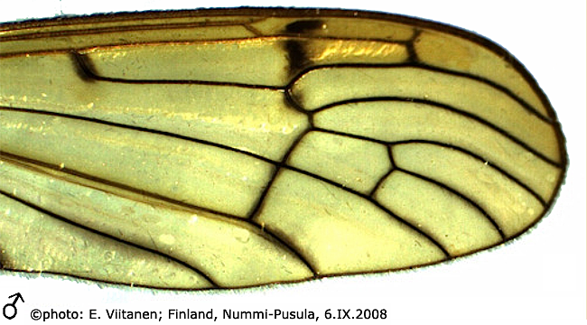 wing