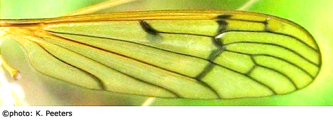 wing