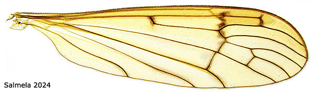 wing