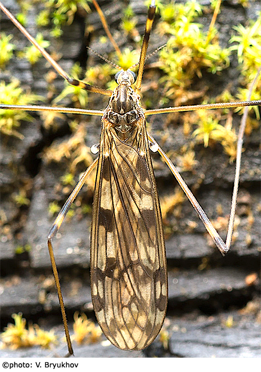 habitus - female