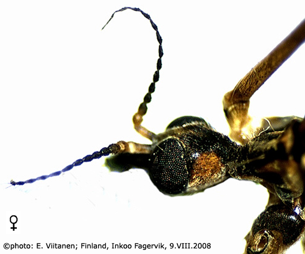 body part(s) - head and antenna