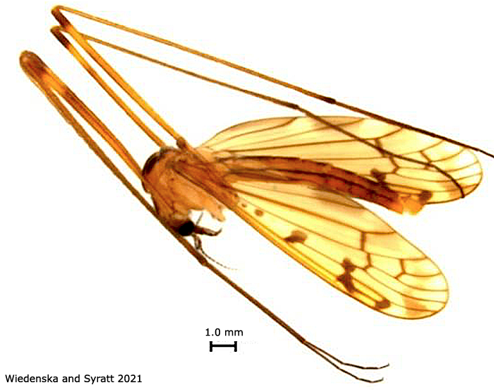 habitus - male