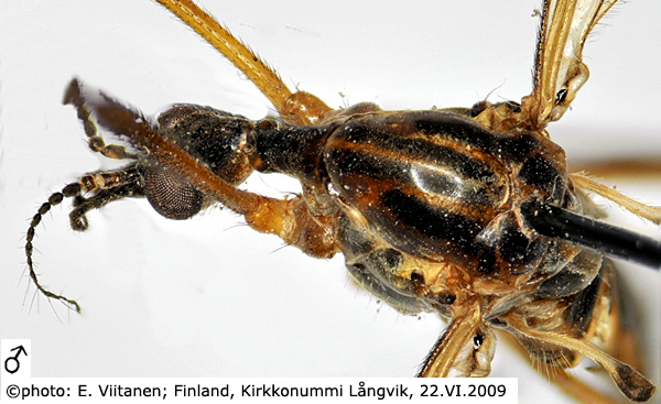 body part(s) - head and thorax