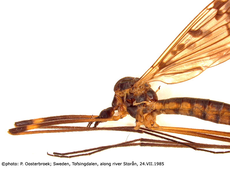 body part(s) - thorax