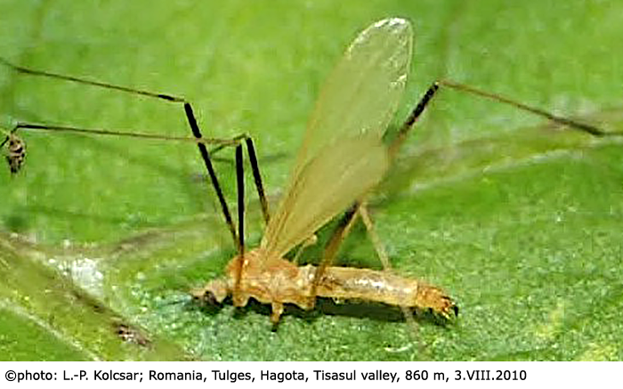 habitus - male