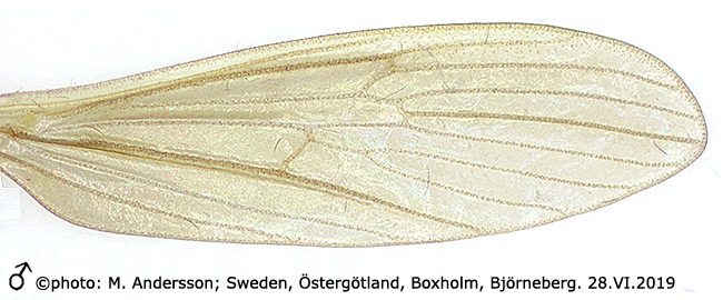 wing