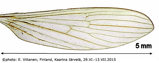 wing