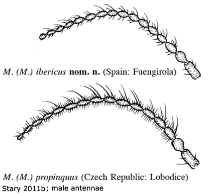 body part(s) - antenna