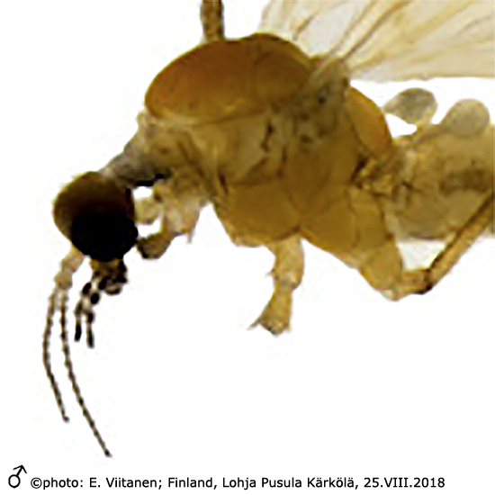 body part(s) - head and thorax