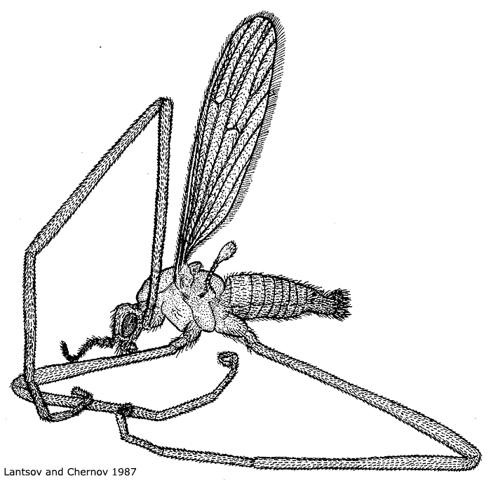 habitus - male