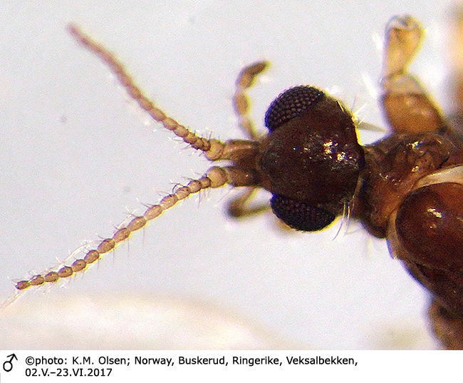 body part(s) - head and antenna