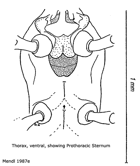 body part(s) - thorax