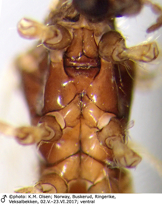 body part(s) - thorax