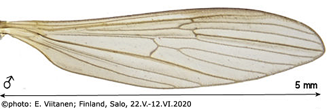wing
