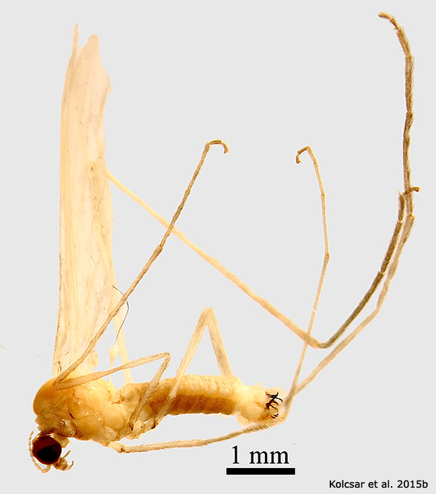 habitus - male