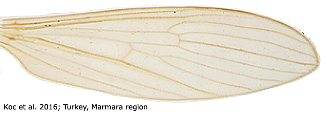 wing