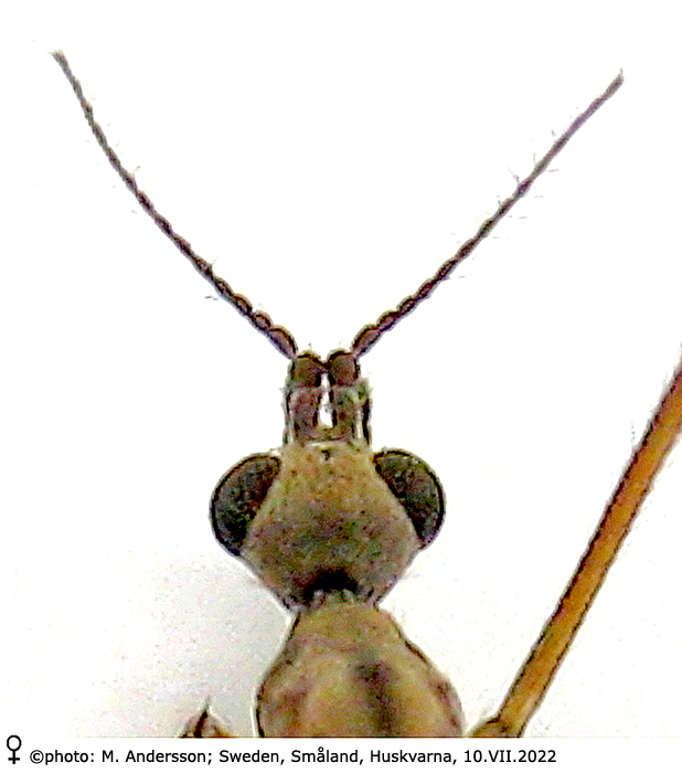 body part(s) - head and thorax