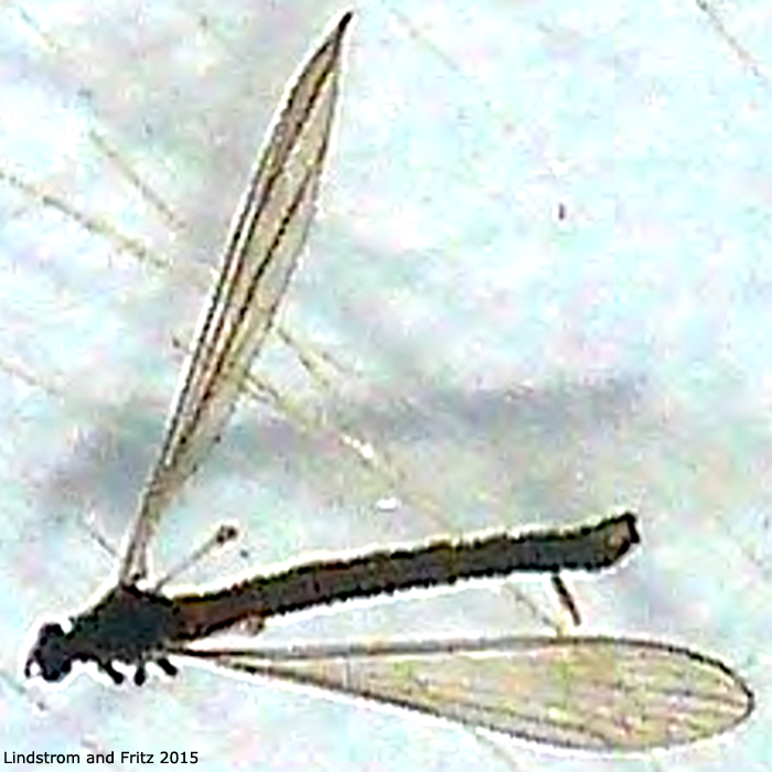 habitus - male