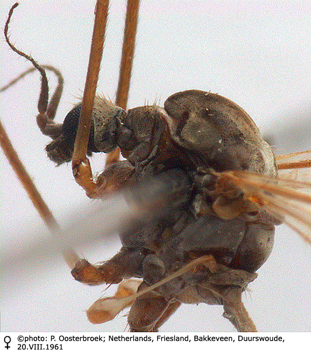 body part(s) - head and thorax