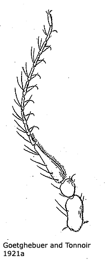 body part(s) - antenna