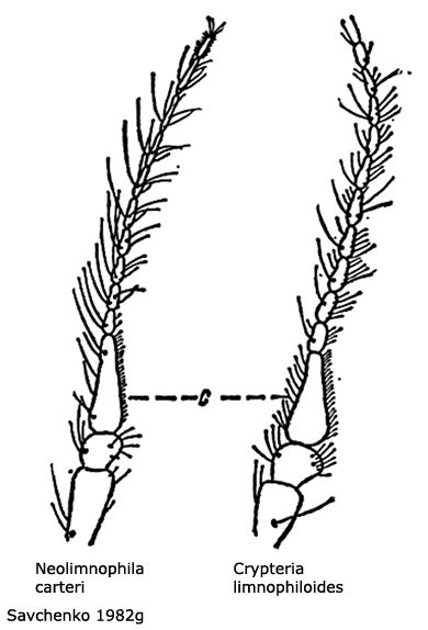 body part(s) - antenna