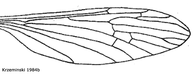 wing