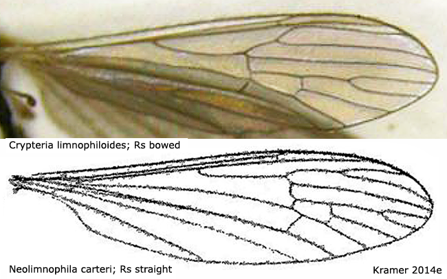 wing