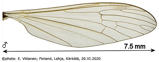 wing