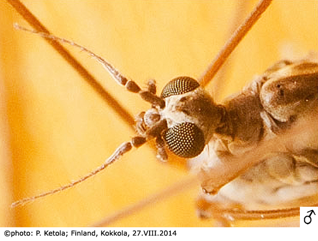 body part(s) - head and antenna
