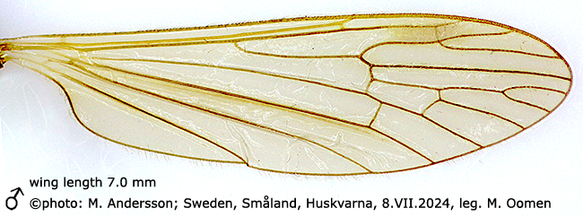wing
