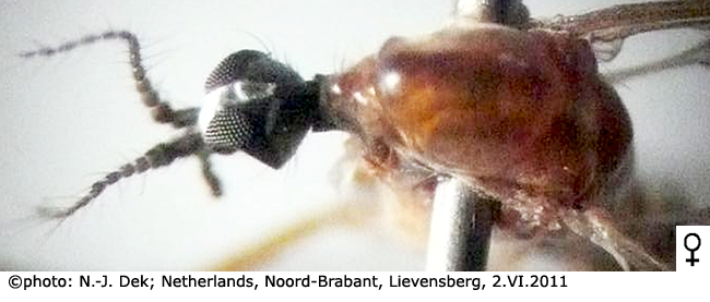 body part(s) - head and thorax