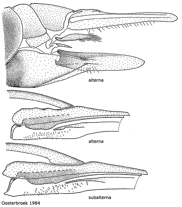 ovipositor