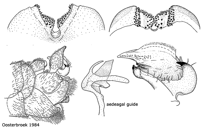 hypopygium