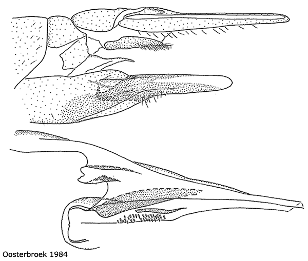ovipositor