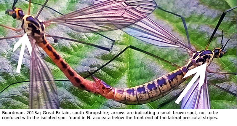 habitus - copula