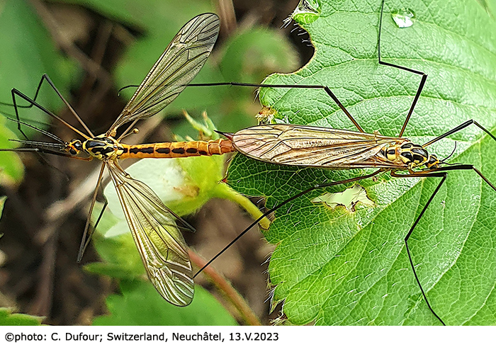 habitus - copula