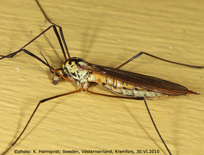 habitus - female