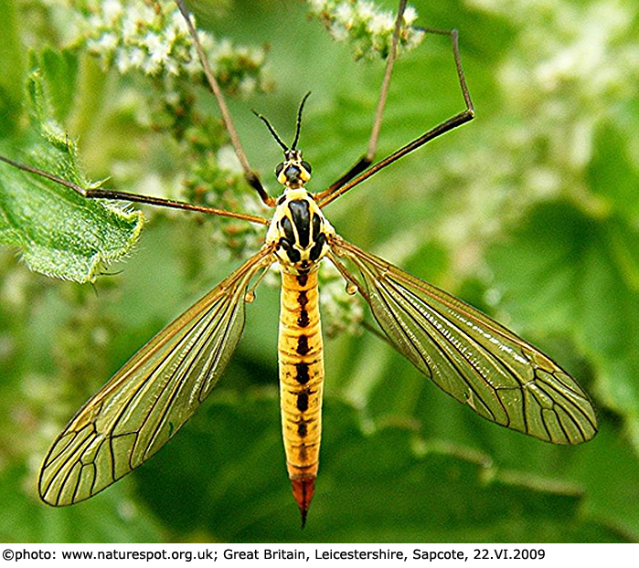 habitus - female