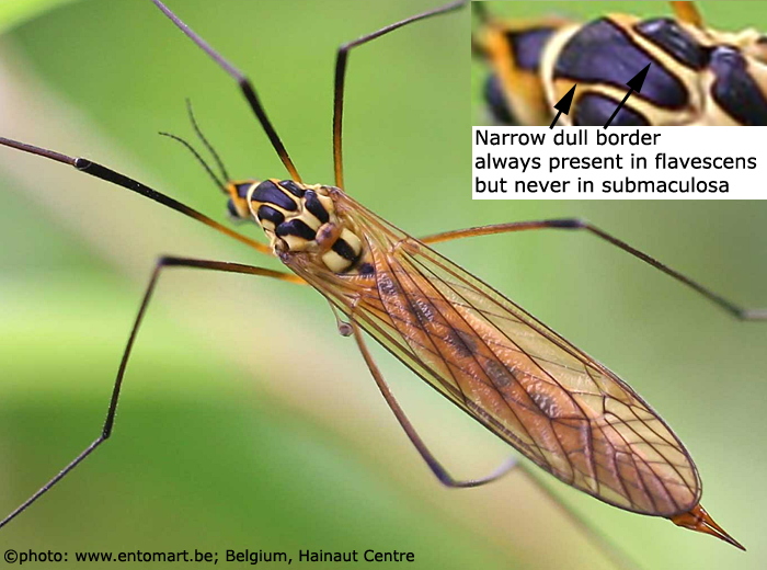 habitus - female