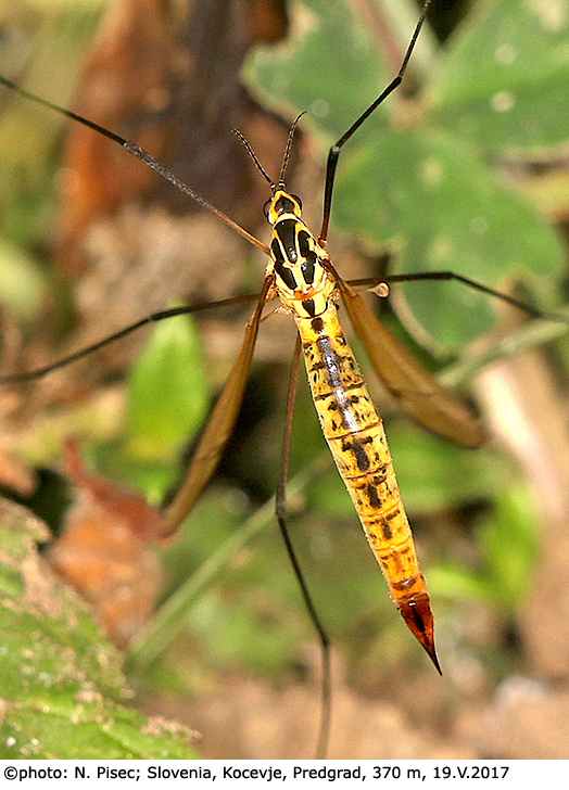 habitus - female