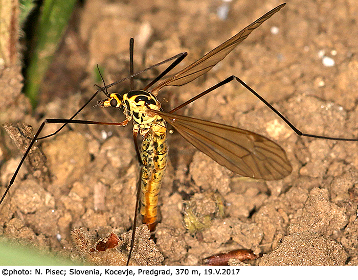 habitus - female