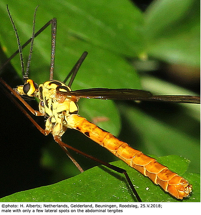 habitus - male